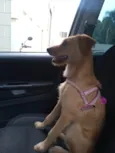 Lola