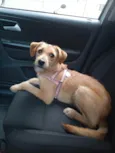 Lola