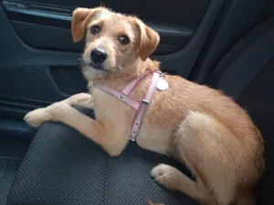 Cachorro raça SRD-ViraLata idade 2 anos nome Lola