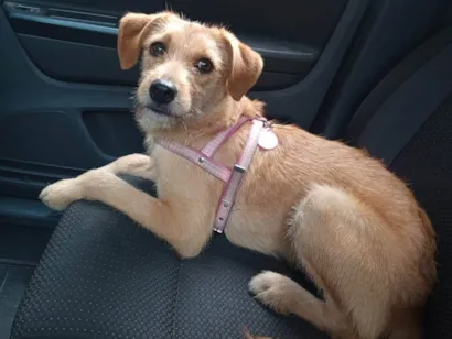 Cachorro raça SRD-ViraLata idade 2 anos nome Lola