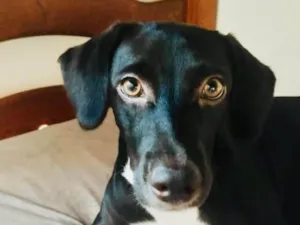 Cachorro raça SRD-ViraLata idade 1 ano nome Picole