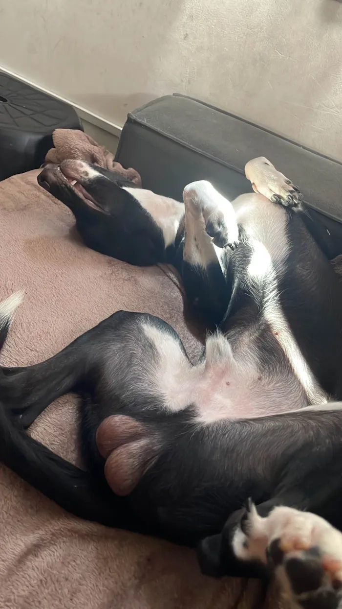 Cachorro ra a SRD-ViraLata idade 1 ano nome Picole