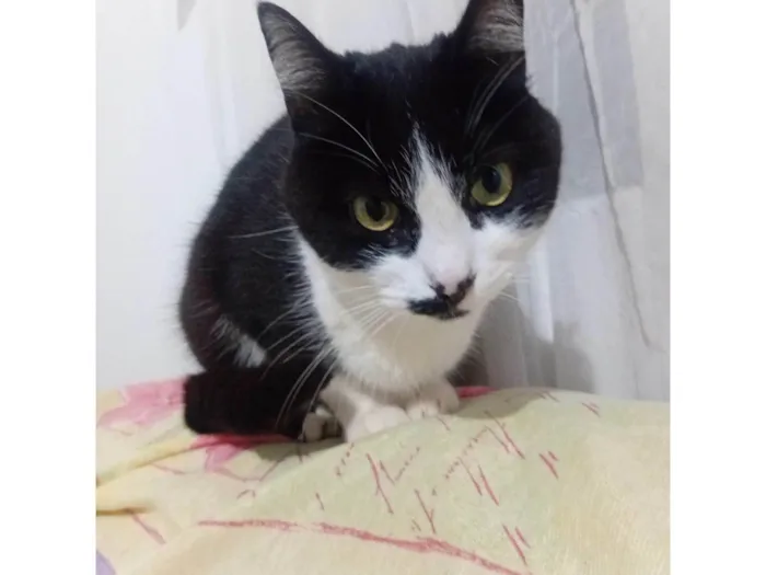 Gato ra a SRD-ViraLata idade 5 anos nome Minie 