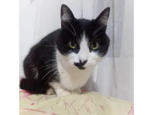Gato raça SRD-ViraLata idade 5 anos nome Minie 