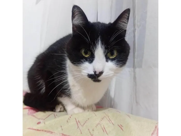 Gato ra a SRD-ViraLata idade 5 anos nome Minie 