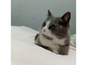 Gato raça SRD-ViraLata idade 6 ou mais anos nome Missi