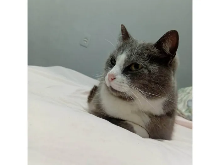 Gato ra a SRD-ViraLata idade 6 ou mais anos nome Missi