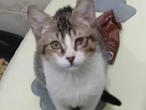 Gato raça SRD-ViraLata idade 2 a 6 meses nome DUDU