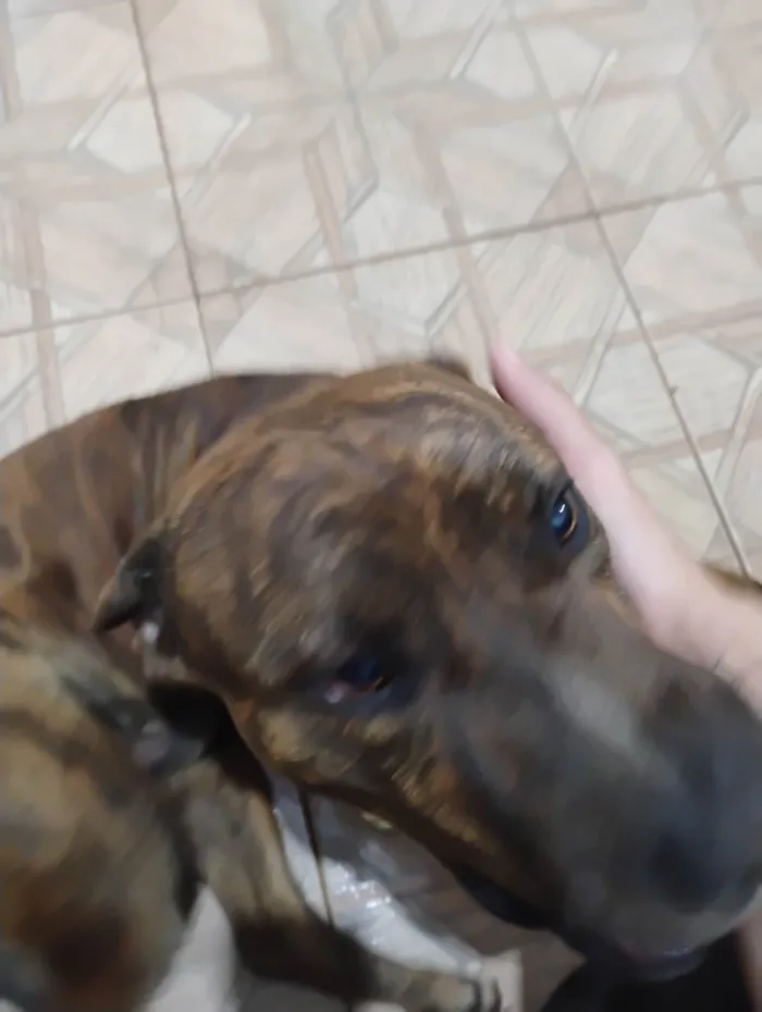 Cachorro ra a Pit-Bull idade 2 anos nome Thor
