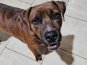 Cachorro raça Pit-Bull idade 2 anos nome Thor