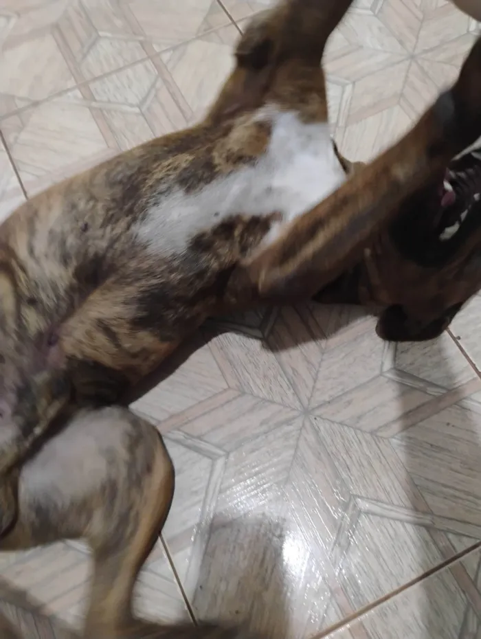 Cachorro ra a Pit-Bull idade 2 anos nome Thor