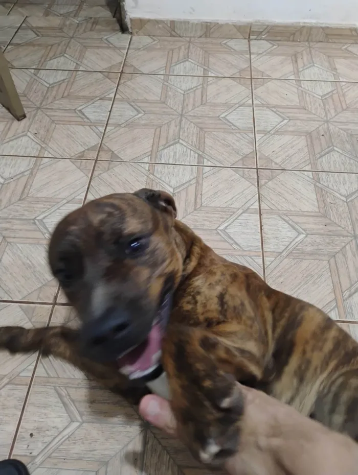 Cachorro ra a Pit-Bull idade 2 anos nome Thor