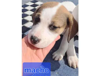 Cachorro raça Perdigueiro idade Abaixo de 2 meses nome Bob