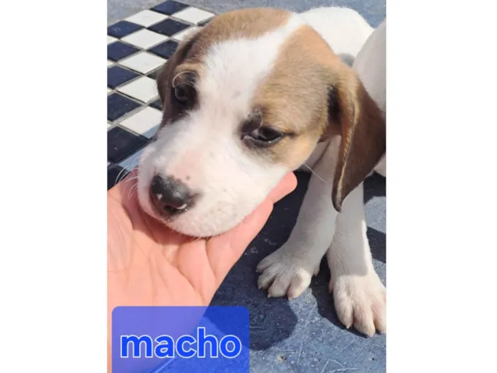 Cachorro ra a Perdigueiro idade Abaixo de 2 meses nome Bob