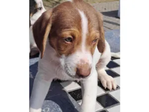 Cachorro raça Perdigueiro idade Abaixo de 2 meses nome Ted