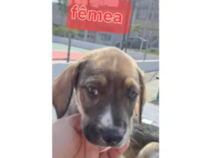 Cachorro raça Perdigueiro idade Abaixo de 2 meses nome Mel