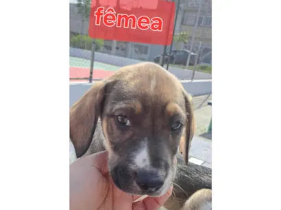 Cachorro raça Perdigueiro idade Abaixo de 2 meses nome Mel
