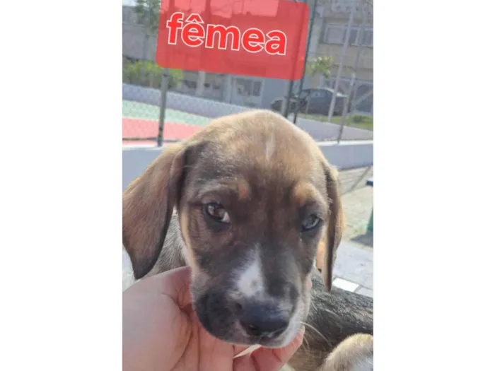 Cachorro ra a Perdigueiro idade Abaixo de 2 meses nome Mel