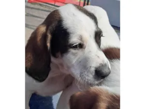 Cachorro raça Perdigueiro idade Abaixo de 2 meses nome Diana