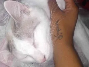 Gato raça SRD-ViraLata idade 1 ano nome Ice