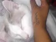 Ice
