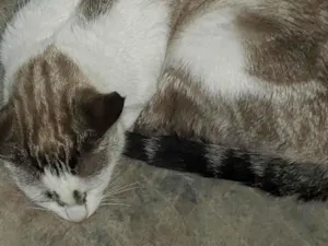Cachorro raça SRD-ViraLata idade 2 anos nome Mel