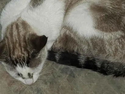 Cachorro raça SRD-ViraLata idade 2 anos nome Mel