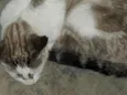 Mel