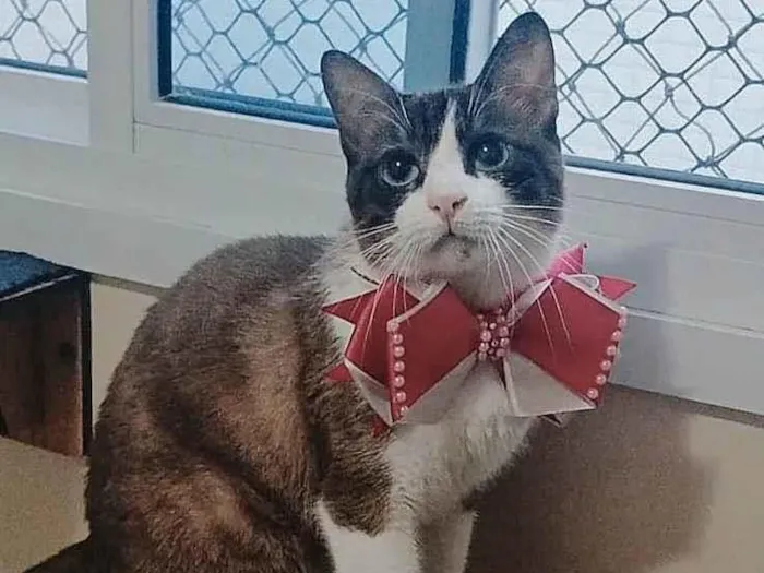 Cachorro ra a SRD-ViraLata idade 1 ano nome Poly