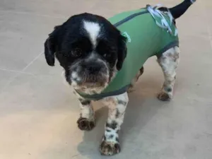 Cachorro raça Lhasa Apso idade 2 anos nome Tody