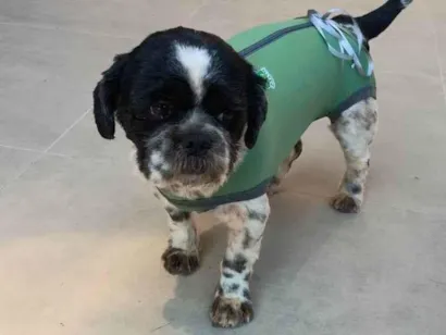 Cachorro raça Lhasa Apso idade 2 anos nome Tody