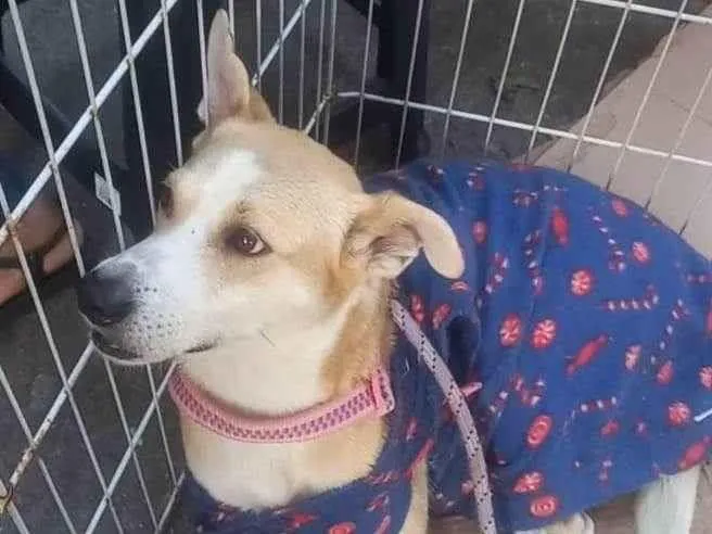 Cachorro ra a SRD-ViraLata idade 3 anos nome Tina