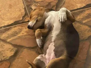Cachorro raça SRD-ViraLata idade 2 a 6 meses nome Bolinha