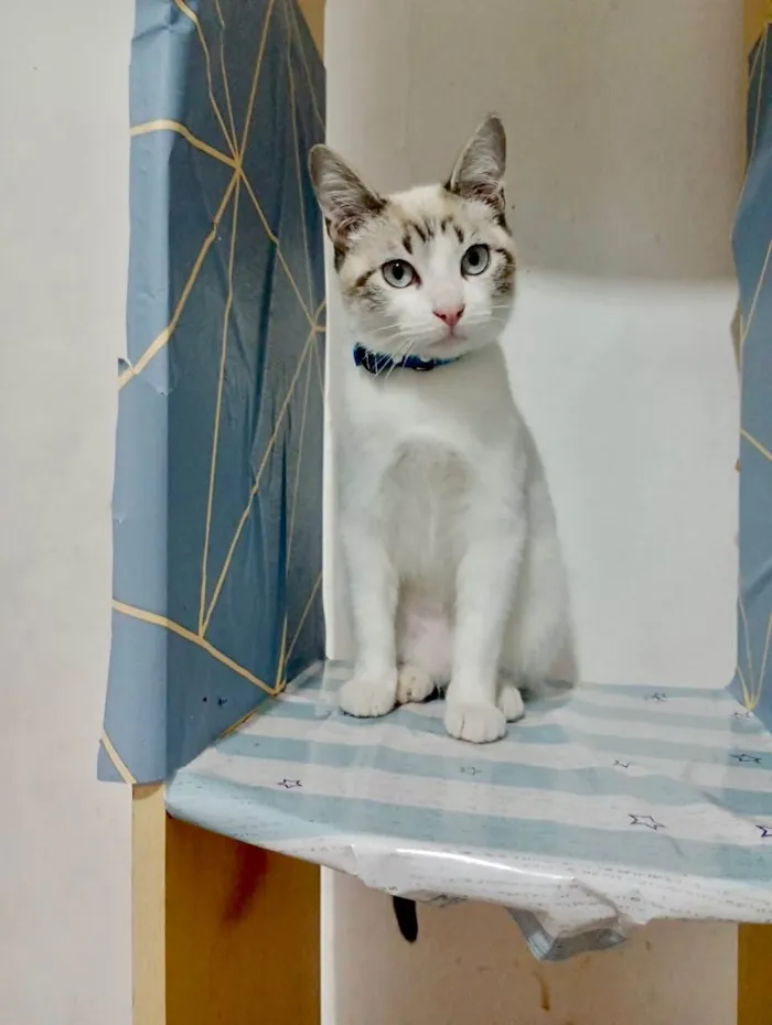 Gato ra a SRD-ViraLata idade 2 a 6 meses nome George 