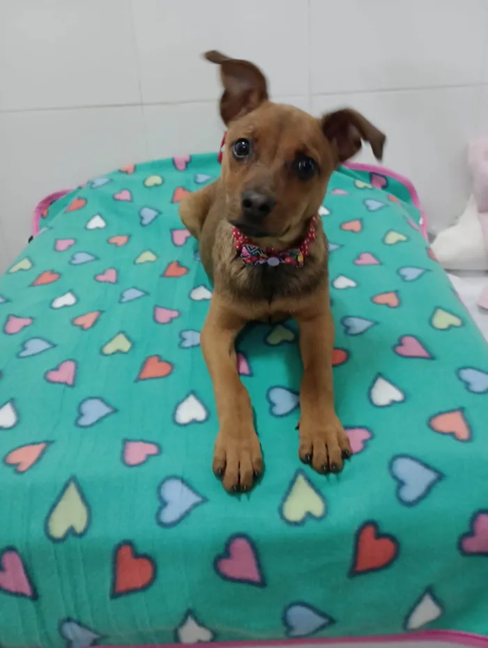 Cachorro ra a SRD-ViraLata idade 2 a 6 meses nome Mila 