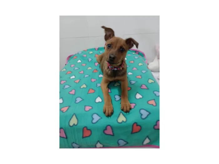 Cachorro ra a SRD-ViraLata idade 2 a 6 meses nome Mila 