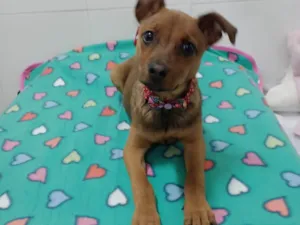 Cachorro raça SRD-ViraLata idade 2 a 6 meses nome Mila 