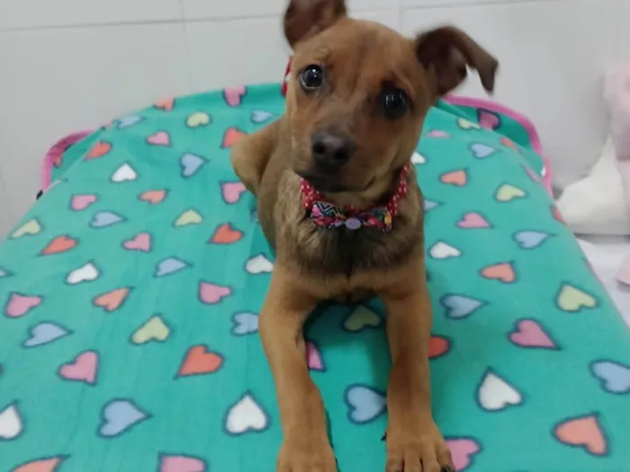 Cachorro ra a SRD-ViraLata idade 2 a 6 meses nome Mila 