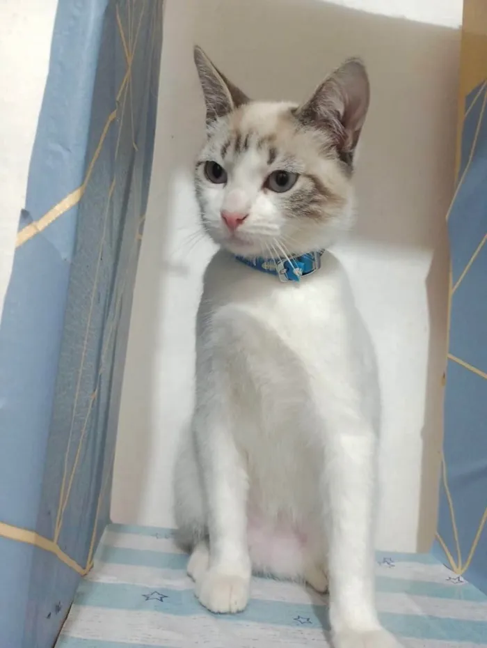 Gato ra a SRD-ViraLata idade 2 a 6 meses nome George 