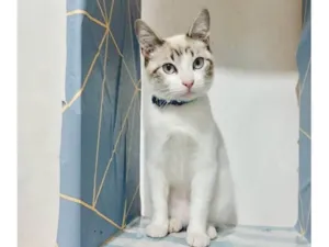 Gato raça SRD-ViraLata idade 2 a 6 meses nome George 