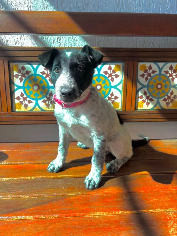 Cachorro ra a SRD-ViraLata idade 2 a 6 meses nome Fanny