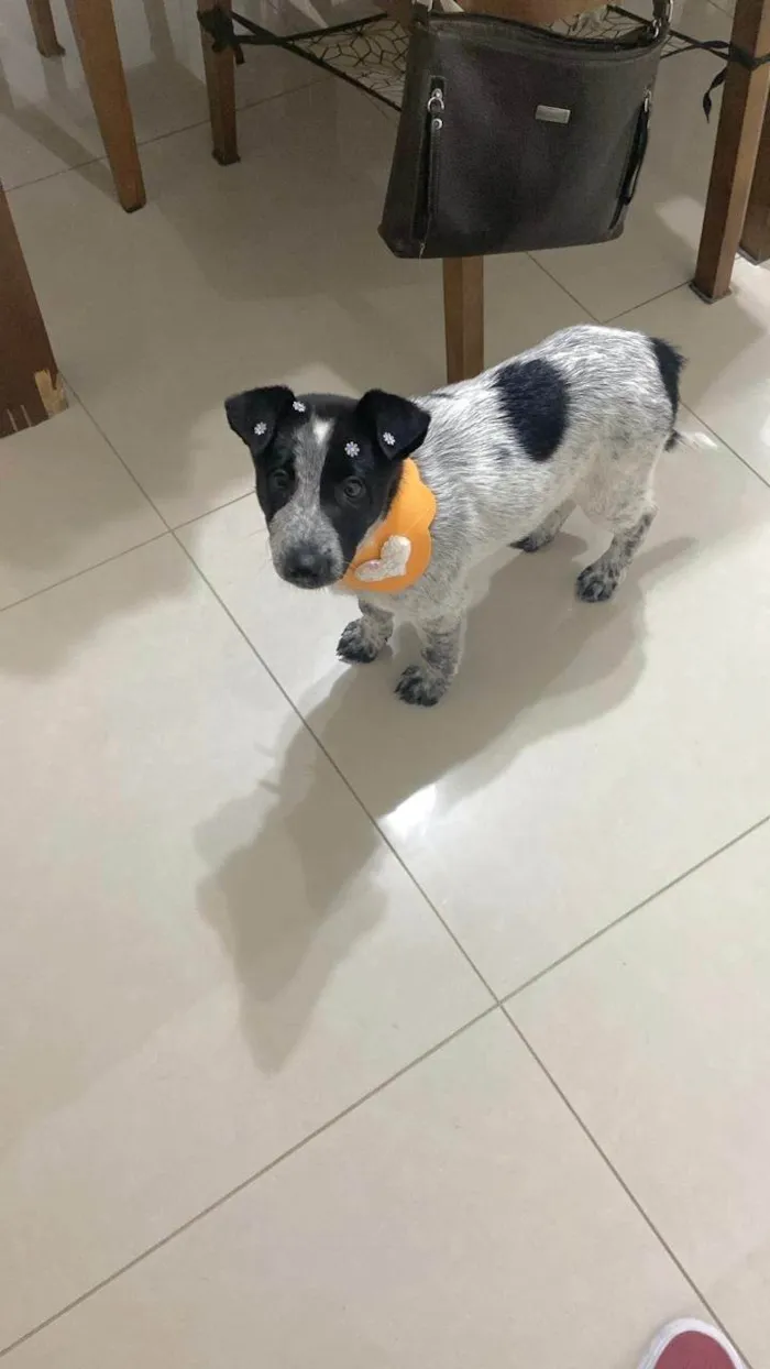 Cachorro ra a SRD-ViraLata idade 2 a 6 meses nome Fanny