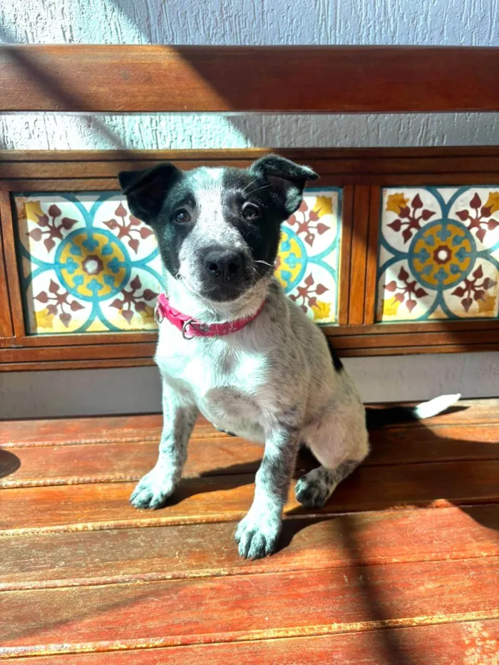 Cachorro ra a SRD-ViraLata idade 2 a 6 meses nome Fanny