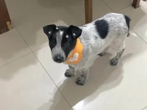 Cachorro raça SRD-ViraLata idade 2 a 6 meses nome Fanny