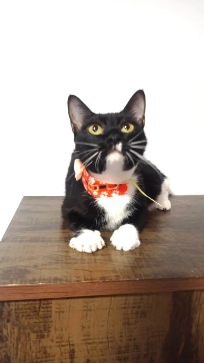 Gato ra a SRD-ViraLata idade 2 anos nome Chanel 
