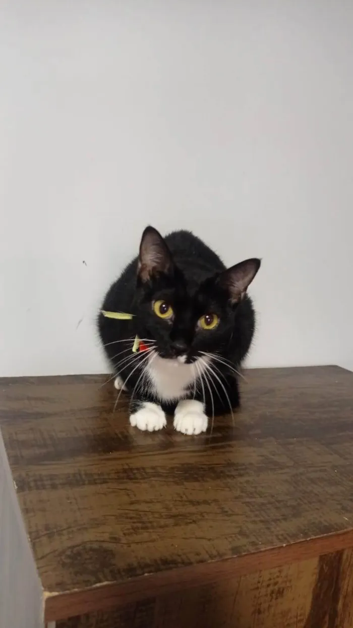 Gato ra a SRD-ViraLata idade 2 anos nome Chanel 