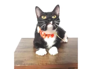 Gato raça SRD-ViraLata idade 2 anos nome Chanel 