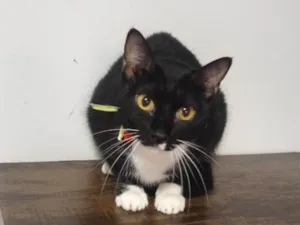Gato raça SRD-ViraLata idade 2 anos nome Chanel 