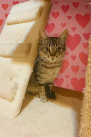 Gato raça SRD-ViraLata idade 2 a 6 meses nome Antonia 