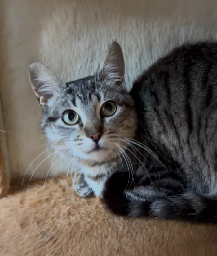 Gato ra a SRD-ViraLata idade 2 a 6 meses nome Antonia 